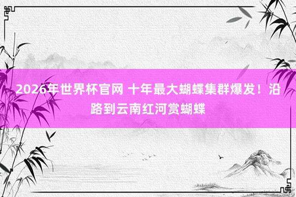 2026年世界杯官网 十年最大蝴蝶集群爆发!沿路到云南红河赏蝴蝶