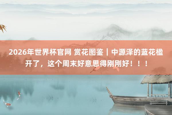 2026年世界杯官网 赏花图鉴|中源泽的蓝花楹开了,这个周末好意思得刚刚好!!!